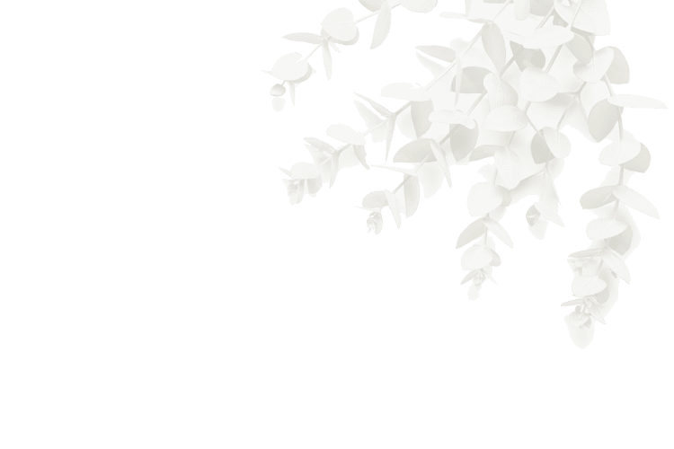 Fresh eucalyptus leaves for aromatic essential oils and natural remedies, emphasizing quality and purity for wellness applications.